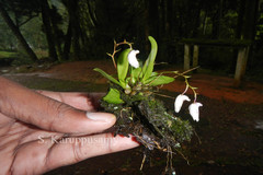 Dendrobium microbulbon